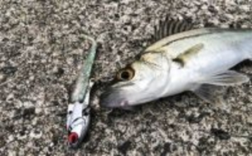 陸っぱりヒラメゲームのついでにシーバスを狙ったら入れ食い！　使用ルアーは『IJ16』のみ