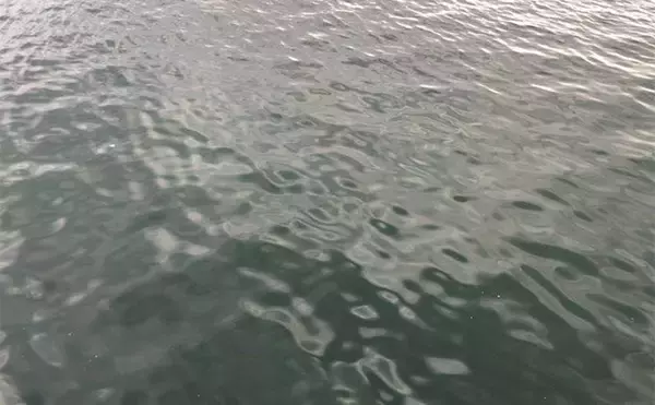 「陸っぱりヒラメゲームのついでにシーバスを狙ったら入れ食い！　使用ルアーは『IJ16』のみ」の画像