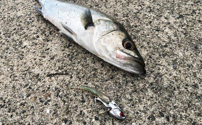 陸っぱりヒラメゲームのついでにシーバスを狙ったら入れ食い！　使用ルアーは『IJ16』のみ