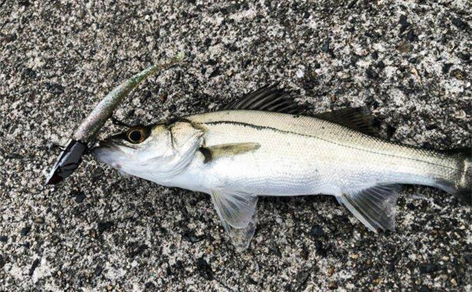 陸っぱりヒラメゲームのついでにシーバスを狙ったら入れ食い！　使用ルアーは『IJ16』のみ