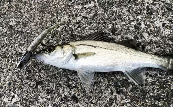 「陸っぱりヒラメゲームのついでにシーバスを狙ったら入れ食い！　使用ルアーは『IJ16』のみ」の画像