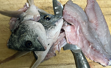 初めて釣った良型キビレで作る「鯛雑炊」レシピ　頑張って作ったのに味がしない？