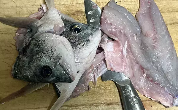 初めて釣った良型キビレで作る「鯛雑炊」レシピ　頑張って作ったのに味がしない？