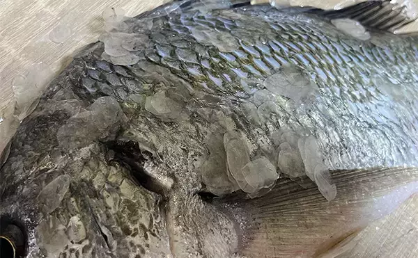 「初めて釣った良型キビレで作る「鯛雑炊」レシピ　頑張って作ったのに味がしない？」の画像