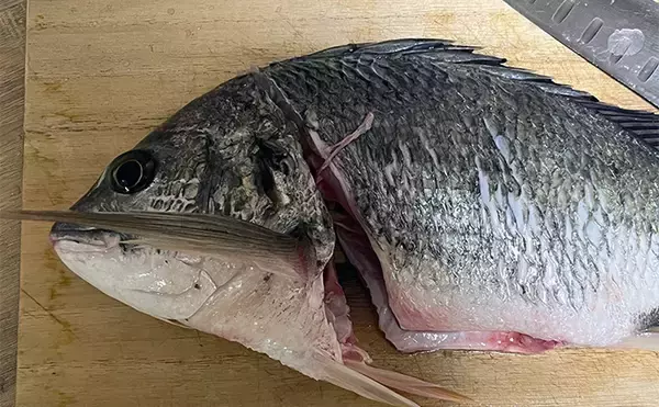 「初めて釣った良型キビレで作る「鯛雑炊」レシピ　頑張って作ったのに味がしない？」の画像