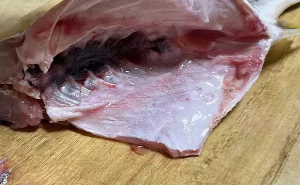 「初めて釣った良型キビレで作る「鯛雑炊」レシピ　頑張って作ったのに味がしない？」の画像