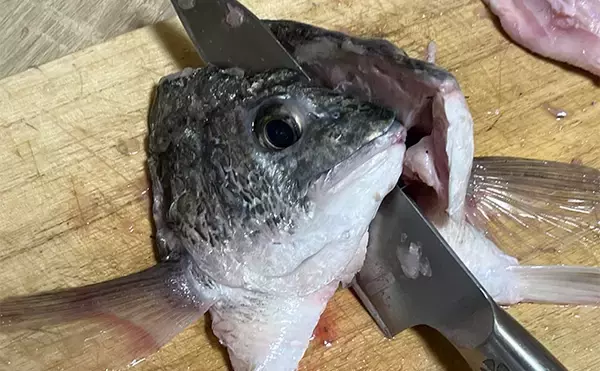 「初めて釣った良型キビレで作る「鯛雑炊」レシピ　頑張って作ったのに味がしない？」の画像