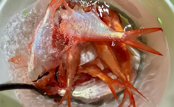 「「フラッシャーサビキで赤いダイヤを狙う！」半夜キンメダイ釣りで2ケタ釣果達成【恵津丸】」の画像