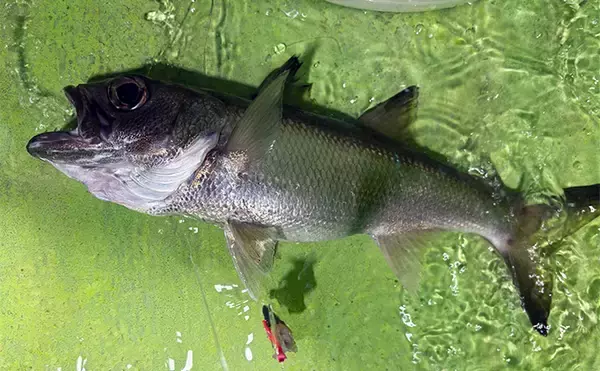 「「フラッシャーサビキで赤いダイヤを狙う！」半夜キンメダイ釣りで2ケタ釣果達成【恵津丸】」の画像