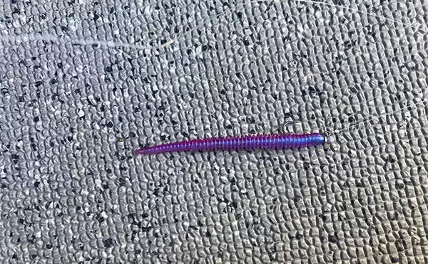 「53cmの超大型アジお目見え！【大阪】バチコンアジングで良型アジが続々登場」の画像