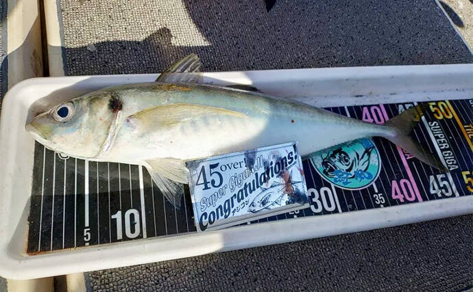 53cmの超大型アジお目見え！【大阪】バチコンアジングで良型アジが続々登場