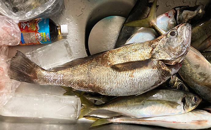 53cmの超大型アジお目見え！【大阪】バチコンアジングで良型アジが続々登場