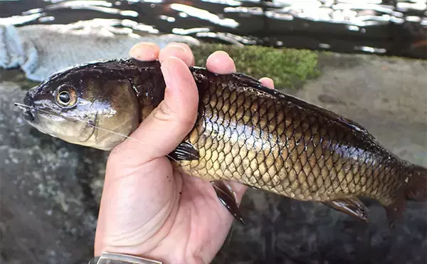 屋内釣り堀でコイのツ抜けに成功！【静岡】底釣りと宙釣りの使い分けがキモ？