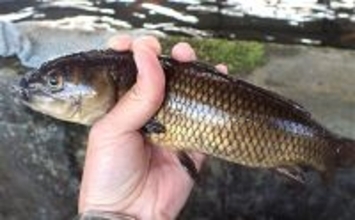 屋内釣り堀でコイのツ抜けに成功！【静岡】底釣りと宙釣りの使い分けがキモ？