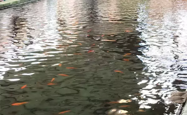 「屋内釣り堀でコイのツ抜けに成功！【静岡】底釣りと宙釣りの使い分けがキモ？」の画像