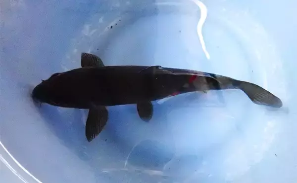 「屋内釣り堀でコイのツ抜けに成功！【静岡】底釣りと宙釣りの使い分けがキモ？」の画像