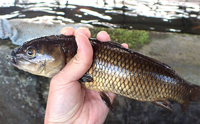 屋内釣り堀でコイのツ抜けに成功！【静岡】底釣りと宙釣りの使い分けがキモ？