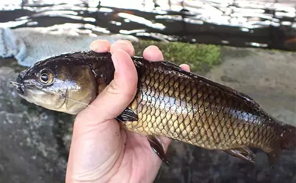 「屋内釣り堀でコイのツ抜けに成功！【静岡】底釣りと宙釣りの使い分けがキモ？」の画像