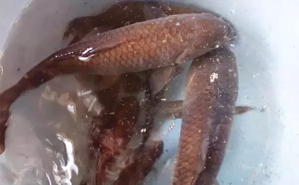 「屋内釣り堀でコイのツ抜けに成功！【静岡】底釣りと宙釣りの使い分けがキモ？」の画像