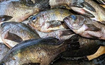 西能美島の波止メバリングで20～24cmメバル連発【広島】アジマストとシラスヘッドの仕掛けに好反応