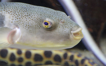 知床でフグを地産地消する動き　今までは「厄介な未利用魚」だった？