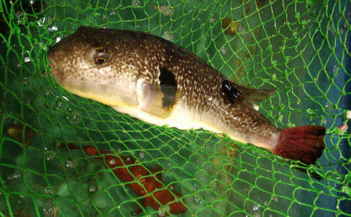 知床でフグを地産地消する動き　今までは「厄介な未利用魚」だった？