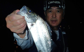 夜の堤防釣りでヒラ・サッパ・セイゴを手中【松合新港・熊本】サビキと電気ウキ仕掛けで攻略