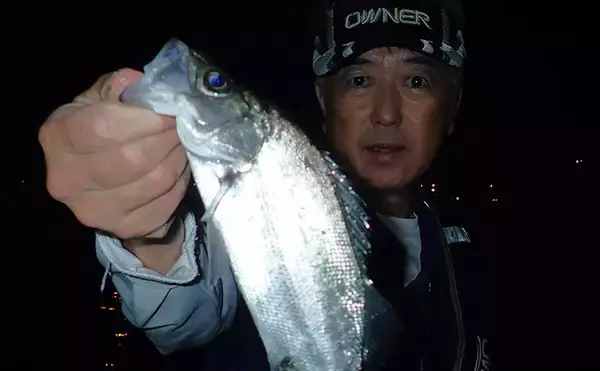 夜の堤防釣りでヒラ・サッパ・セイゴを手中【松合新港・熊本】サビキと電気ウキ仕掛けで攻略