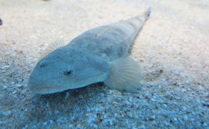 釣りモノとしても食材としても夏に旬を迎えるマゴチの生態 22年5月29日 エキサイトニュース