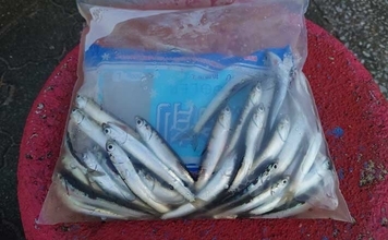 千葉・検見川浜突堤サビキ釣りでイワシ50尾　米ぬかコマセでコスト削減