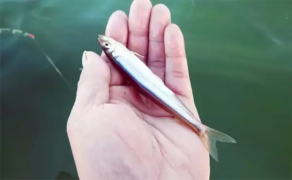 西湖のボートワカサギ釣りで良型交じりに183尾キャッチ！【山梨】群れを追って晩秋の湖を攻略