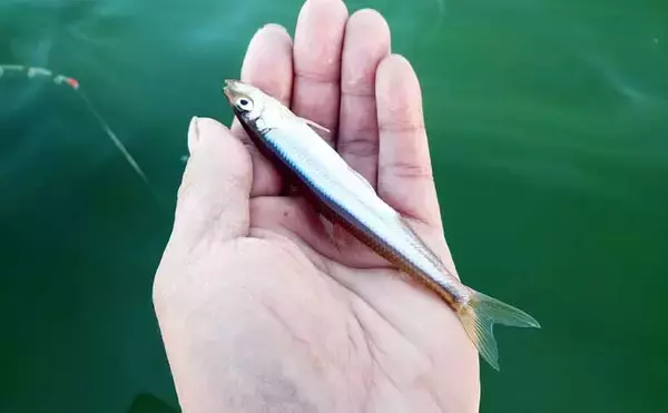 「西湖のボートワカサギ釣りで良型交じりに183尾キャッチ！【山梨】群れを追って晩秋の湖を攻略」の画像