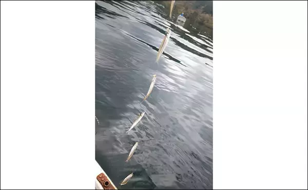 「西湖のボートワカサギ釣りで良型交じりに183尾キャッチ！【山梨】群れを追って晩秋の湖を攻略」の画像