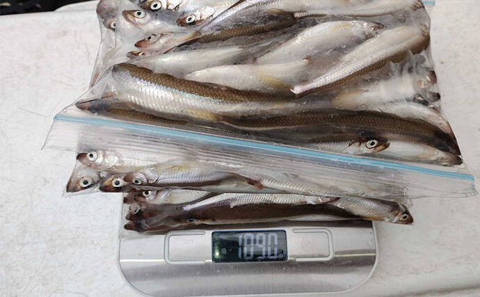 西湖のボートワカサギ釣りで良型交じりに183尾キャッチ！【山梨】群れを追って晩秋の湖を攻略