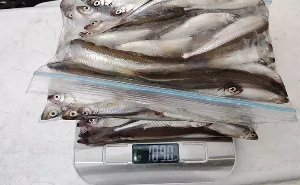 「西湖のボートワカサギ釣りで良型交じりに183尾キャッチ！【山梨】群れを追って晩秋の湖を攻略」の画像