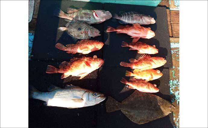 【沖釣り釣果速報】トラフグに座布団ヒラメ乱舞！泳がせ＆カットウで高級魚続々（三重）