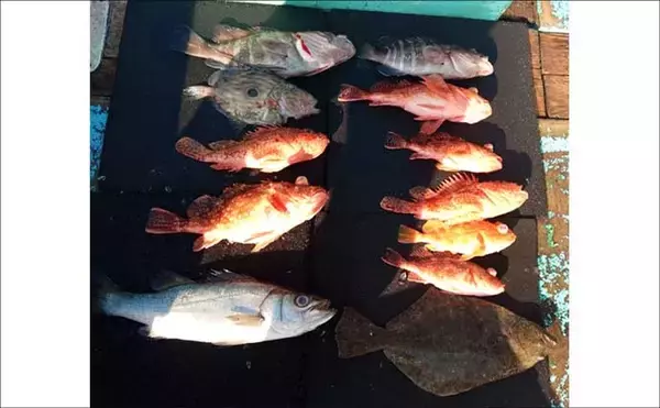 「【沖釣り釣果速報】トラフグに座布団ヒラメ乱舞！泳がせ＆カットウで高級魚続々（三重）」の画像