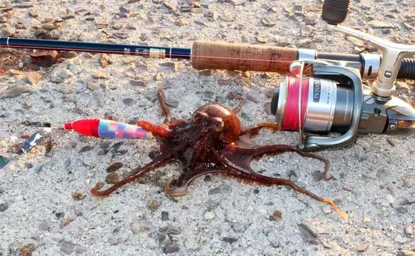 「数より型！」 陸っぱりイイダコ釣りがシーズン終盤へ　大型の狙い方を解説