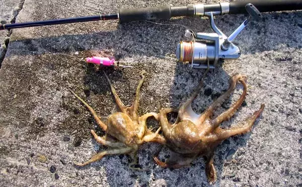 「「数より型！」 陸っぱりイイダコ釣りがシーズン終盤へ　大型の狙い方を解説」の画像