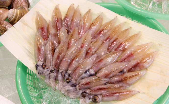 「鮮度抜群でも踊り食いは絶対NG！」 富山のホタルイカすくいは今年チャンスかも？