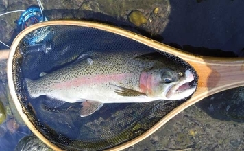 早川でのフライフィッシングで40cm超えニジマスが好反応！【神奈川】