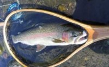 早川でのフライフィッシングで40cm超えニジマスが好反応！【神奈川】