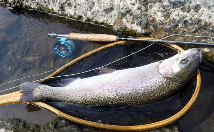 早川でのフライフィッシングで40cm超えニジマスが好反応！【神奈川】