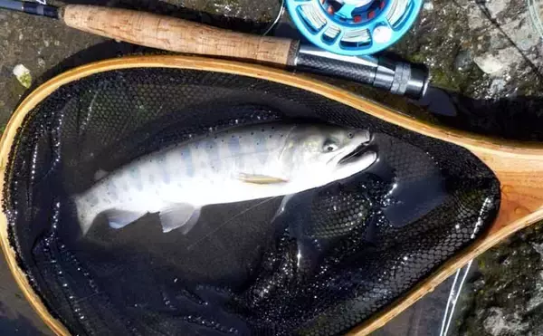 「早川でのフライフィッシングで40cm超えニジマスが好反応！【神奈川】」の画像