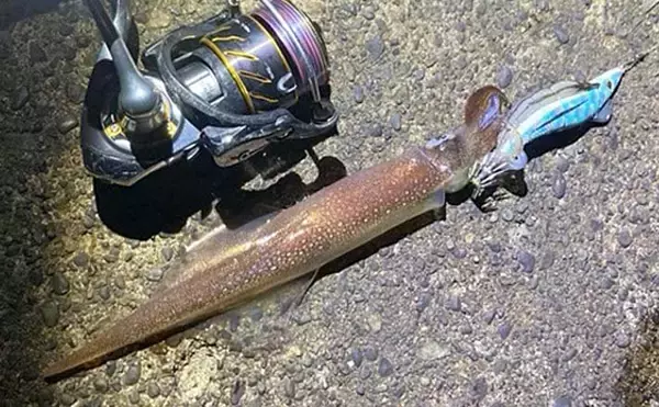 波止ヤリイカ釣りで本命12尾　エサ巻きエギ＆電気ウキ釣りで挑戦