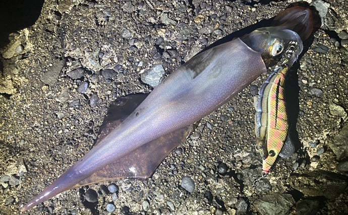 波止ヤリイカ釣りで本命12尾　エサ巻きエギ＆電気ウキ釣りで挑戦