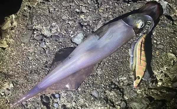 「波止ヤリイカ釣りで本命12尾　エサ巻きエギ＆電気ウキ釣りで挑戦」の画像