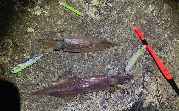 「波止ヤリイカ釣りで本命12尾　エサ巻きエギ＆電気ウキ釣りで挑戦」の画像