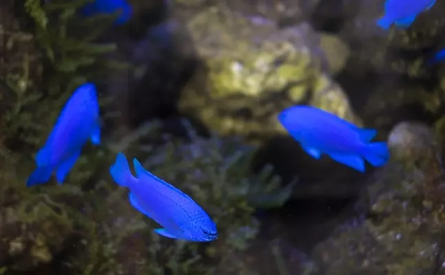 意外と知らない魚の 氷締め 酒締め 仮死状態から蘇生は可能 21年8月14日 エキサイトニュース 3 3