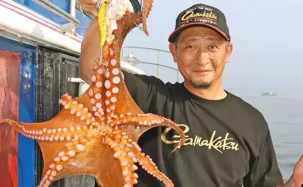 「日立沖エギタコ釣りで良型マダコ連発【茨城・釣友丸】数と型どちらも期待できる好シーズン」の画像